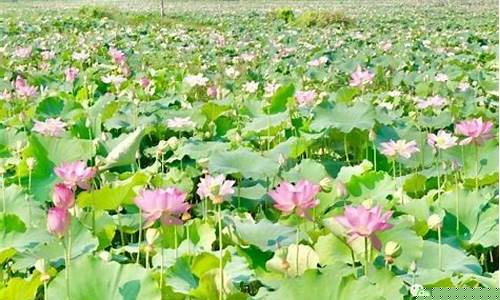 醴陵市最近半个月天气预报查询_醴陵市最近半个月天气预报