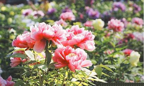 垫江牡丹花最佳时间2024直播_垫江牡丹花最佳时间