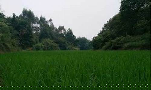 连平县天气预报_连平县天气预报40天