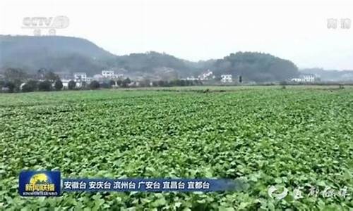 宜都新闻头条最新_宜都新闻
