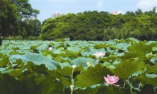 洪湖市天气预报5月份下雨情况如何_洪湖一月份天气预报